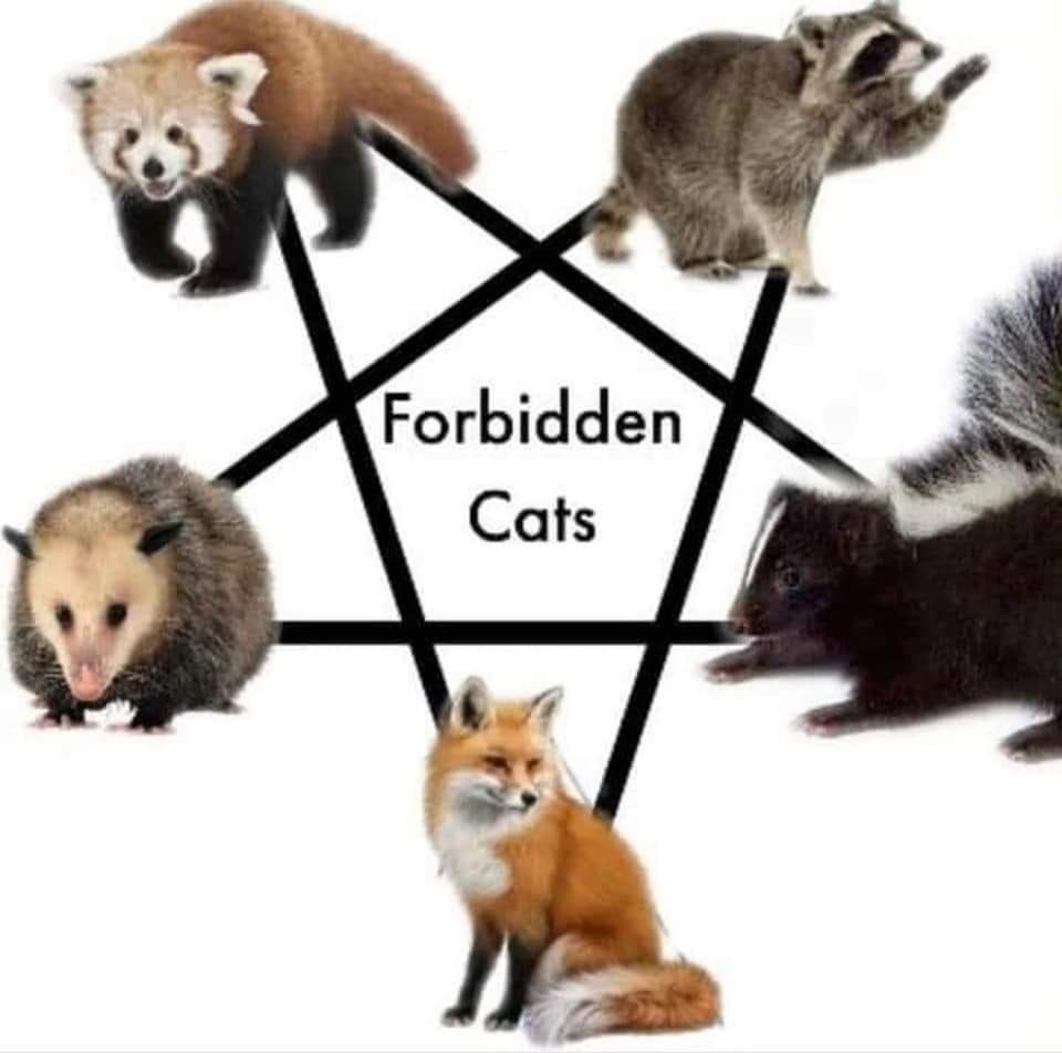 the_forbidden_cats.jpg