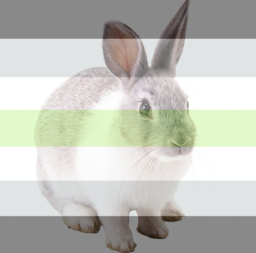 the_rabbit_agender.png