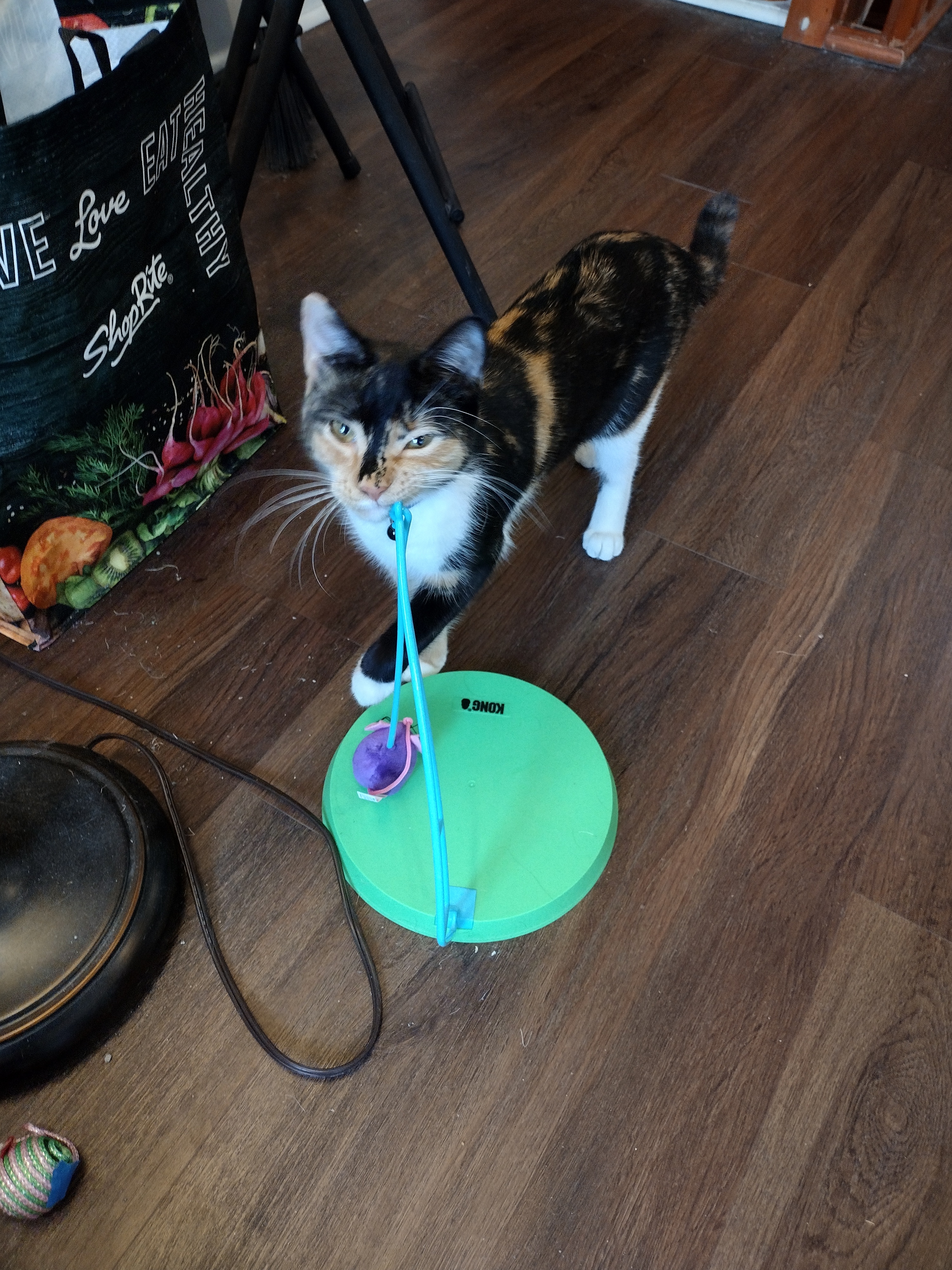 Patchy boredly nudging a hanging mouse toy.