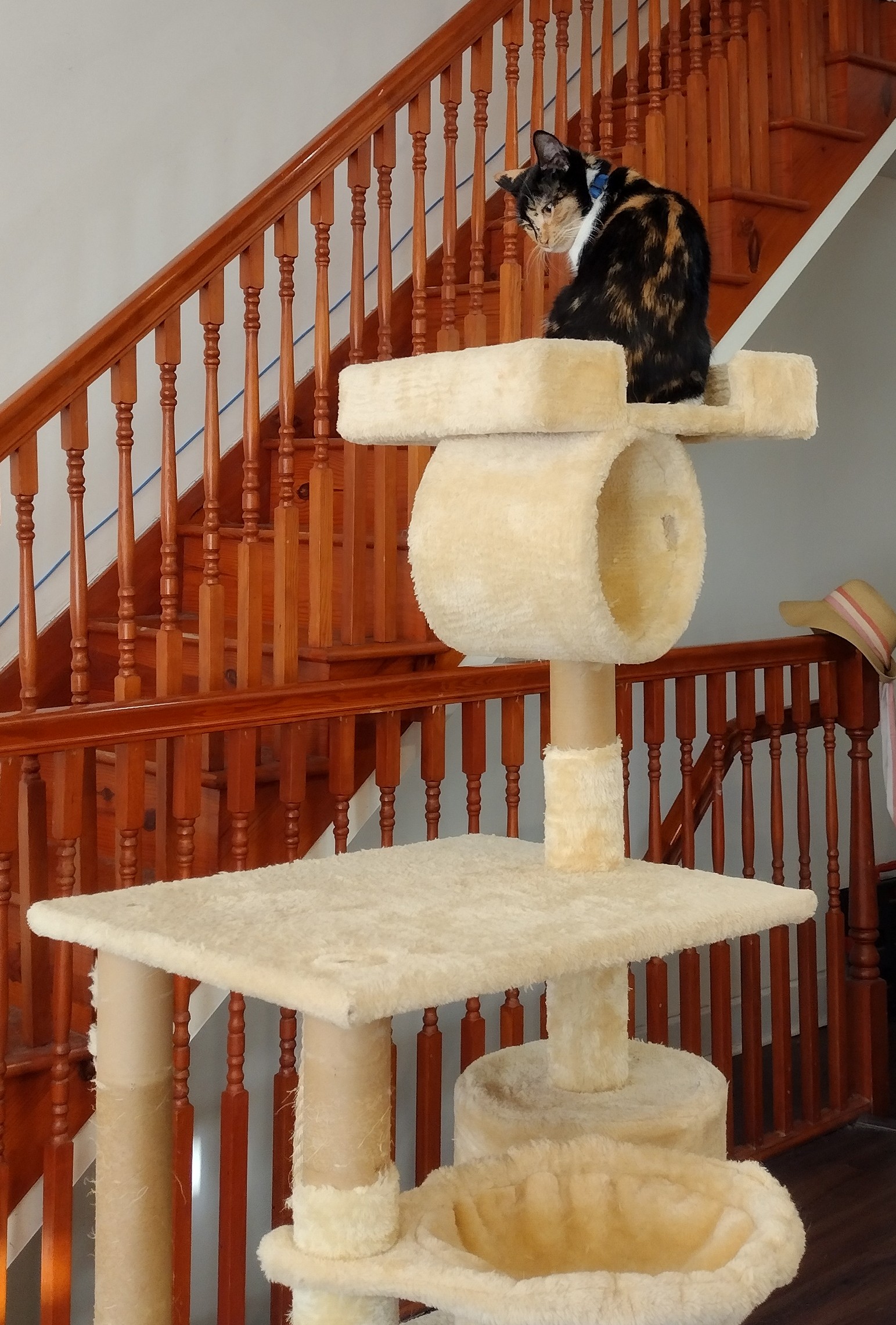 A shot of the full cat tower with Patchy sitting on the top level. It has at least three levels, a tunnel thing, a basket thing, and a cave thing. A staircase is visible in the background.