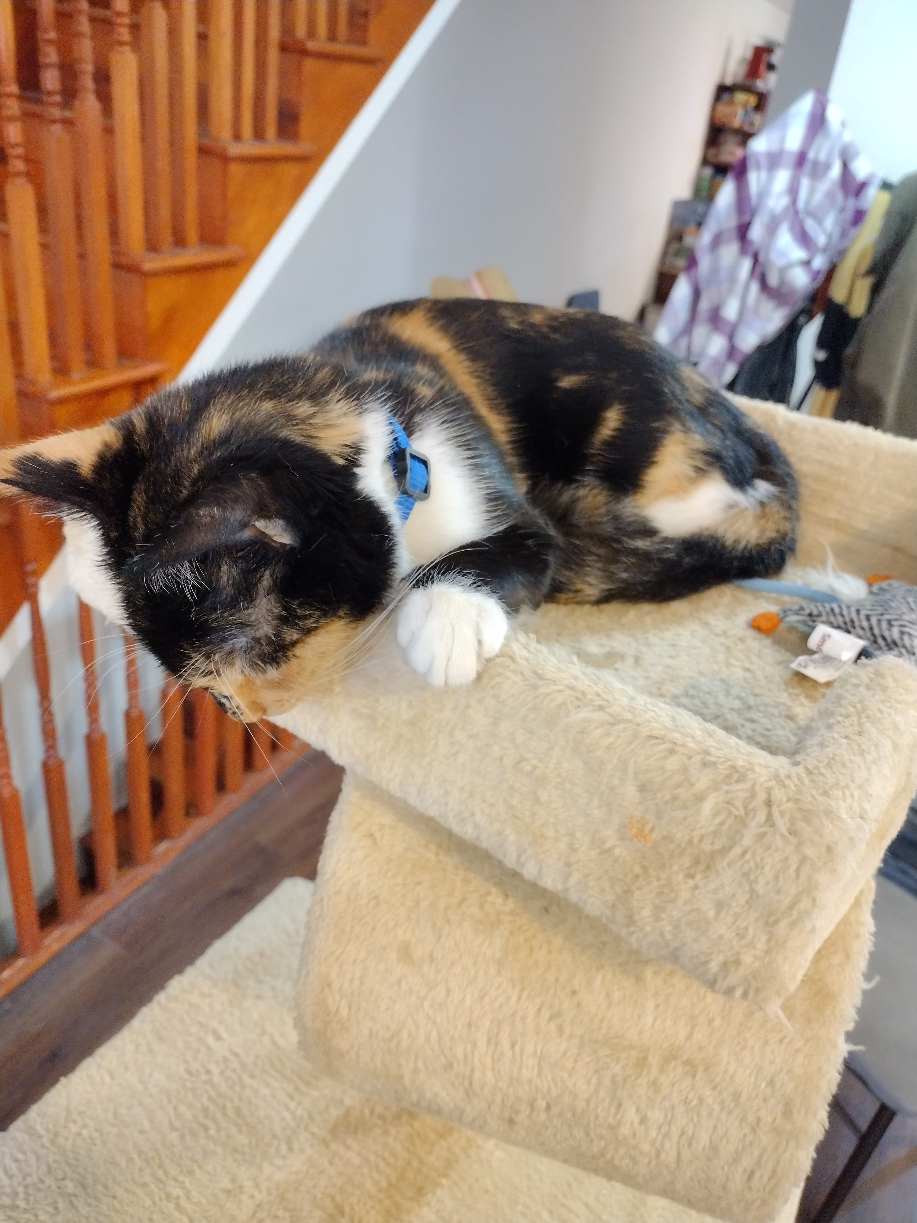 A close up of Patchy lying on the top of a cat tower. She is looking down off the edge. There is a small toy lying near her.