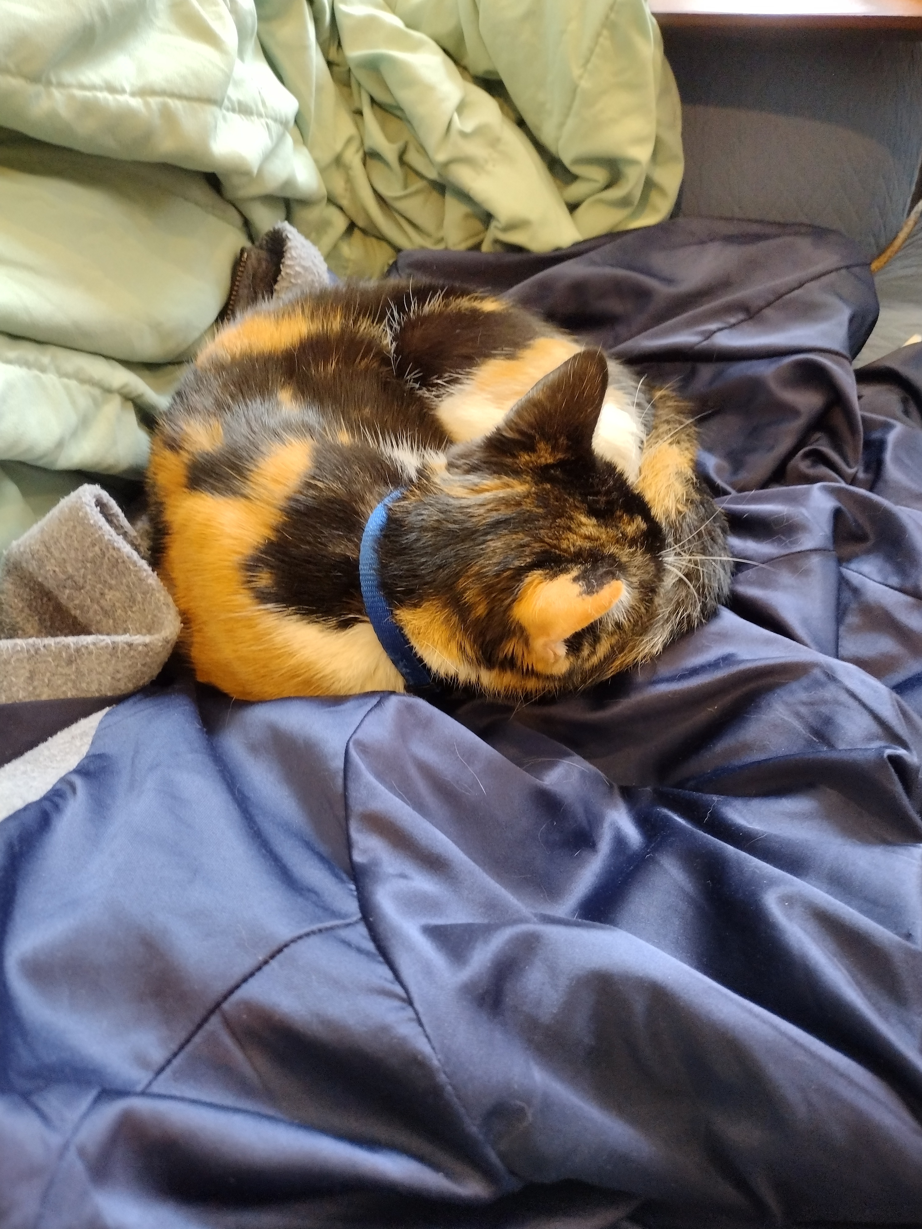 Patchy curled up perfectly round on top of my winter coat.