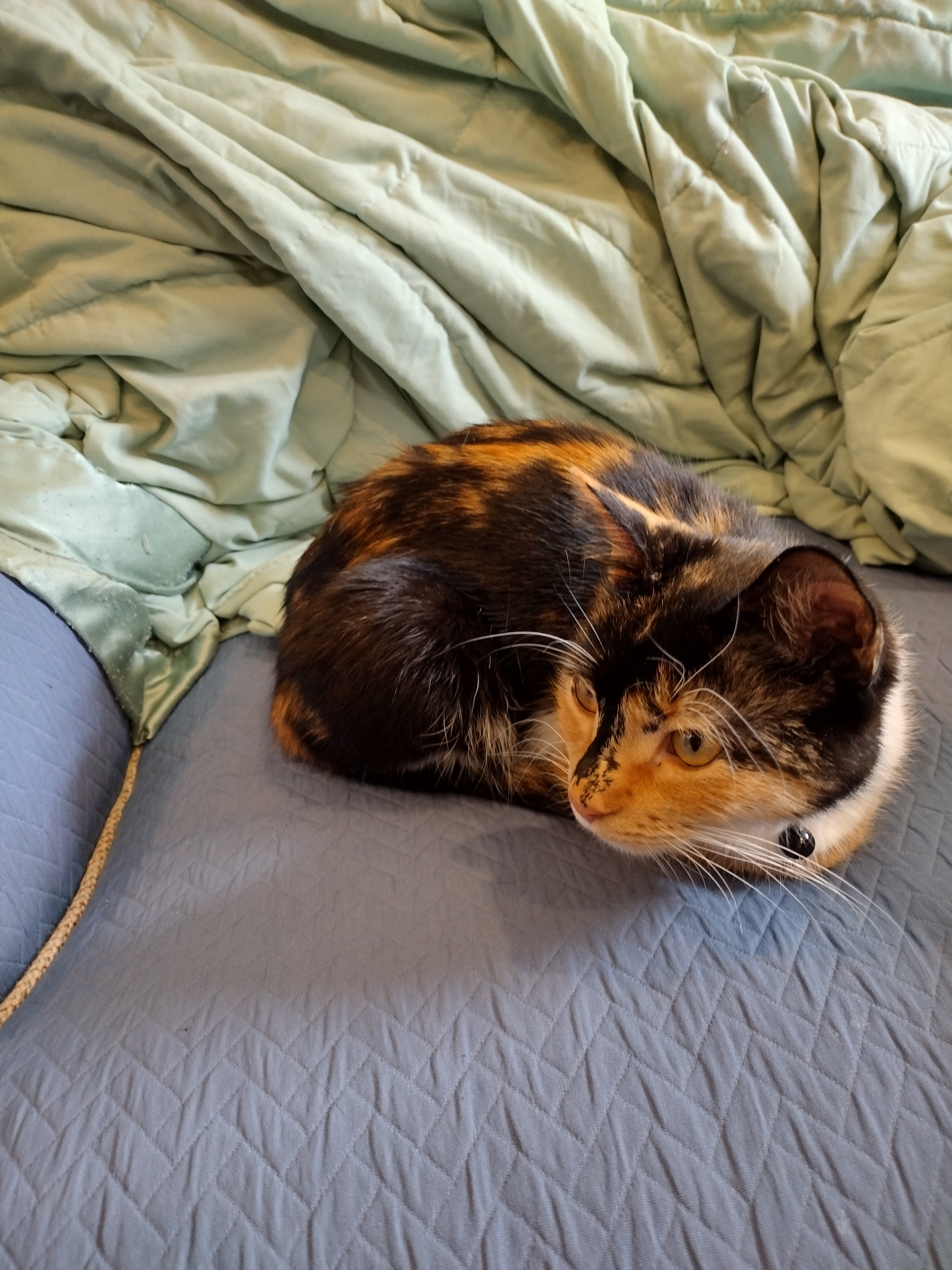 Patchy loafing on a blue sofa chair.