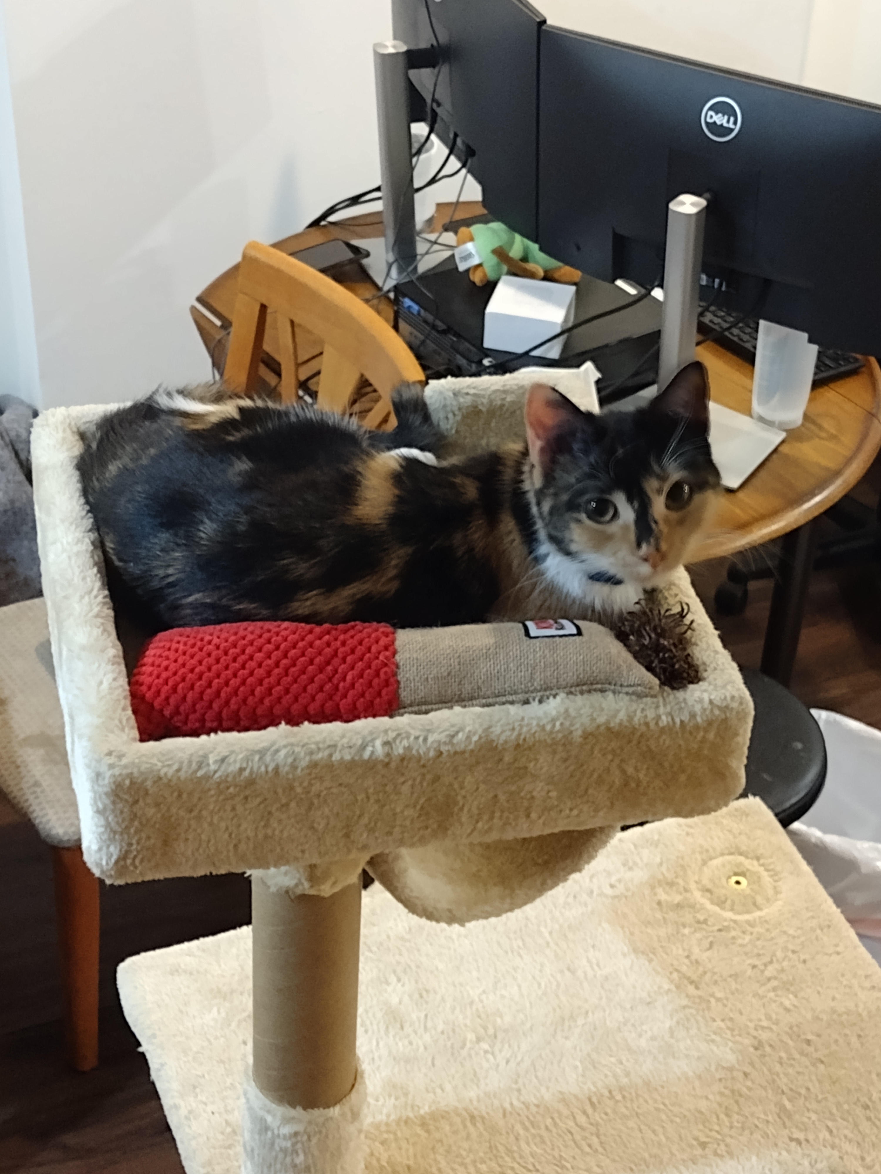 A shot of Patchy loafing on the top of the cat tower, this time from the other side (a computer desk is visible in the background). Next to Patchy is a kicker toy with a fuzzy tail thingy.