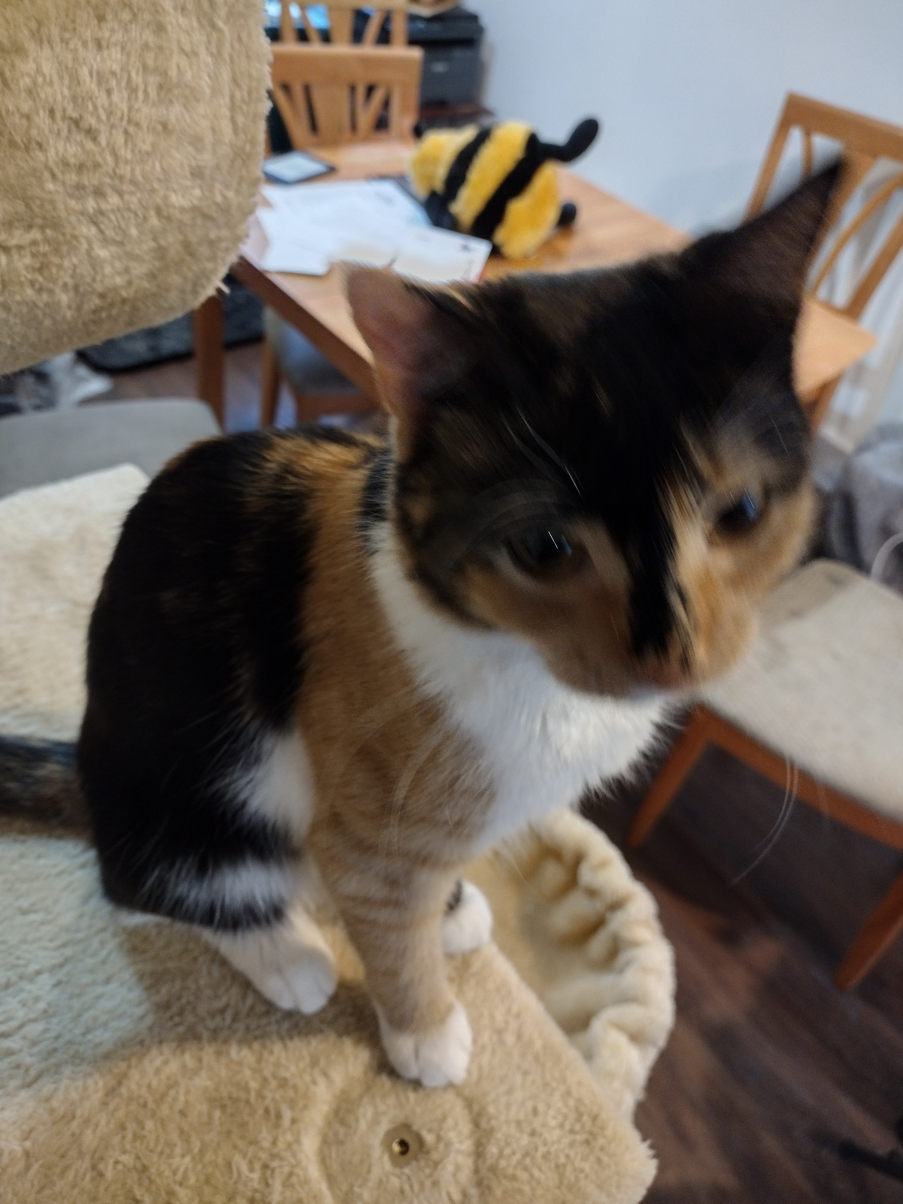 A close-up shot of Patchy sitting on the second-top level of the cat tower. A dining room table is blurry in the background, with papers and a large plush bee lying on top.