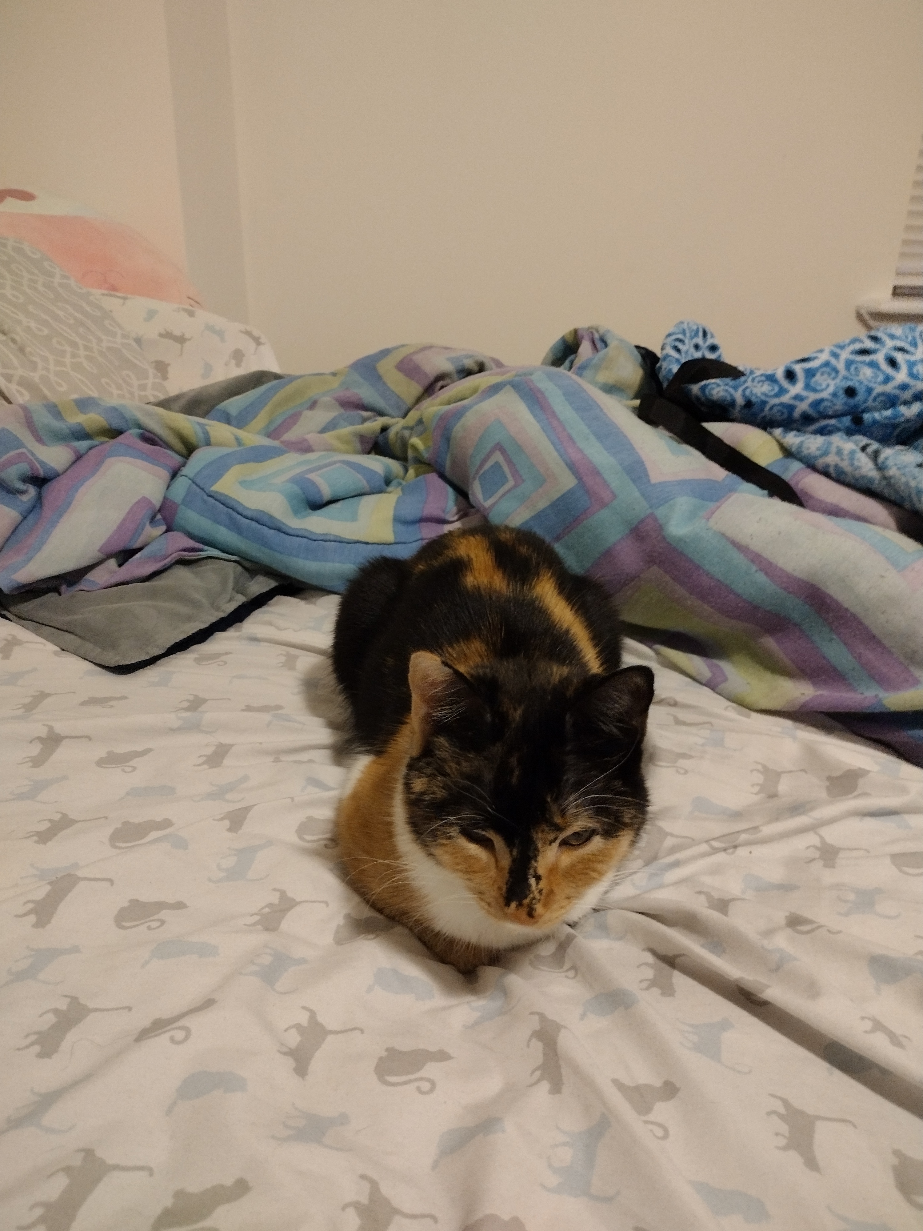 Patchy loafing on my bed. The sheets are patterned with little cat silhouettes. Behind her is all the blankets and everything.