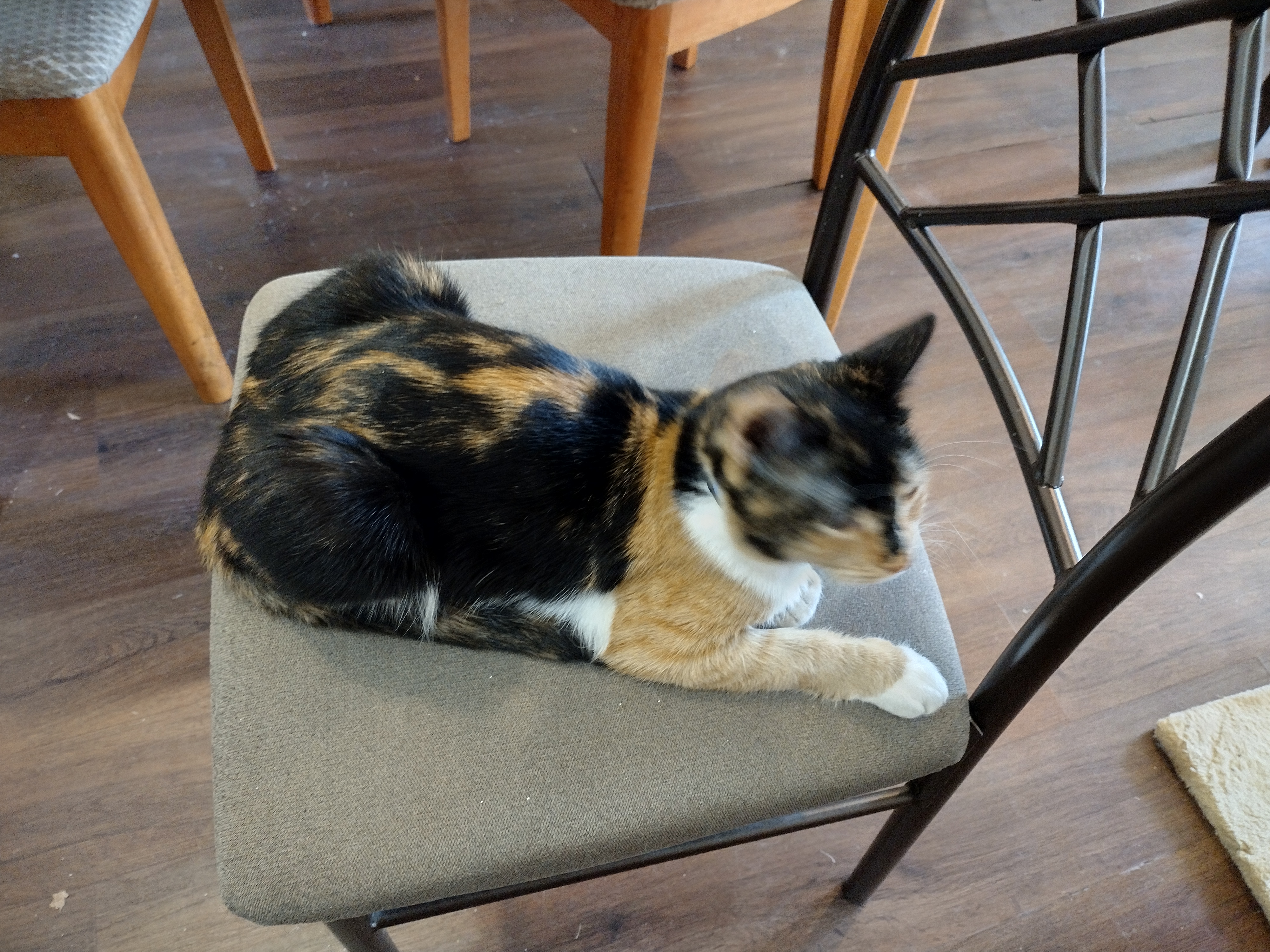 Patchy loafing on a chair, with her right front paw sticking out in front of her.