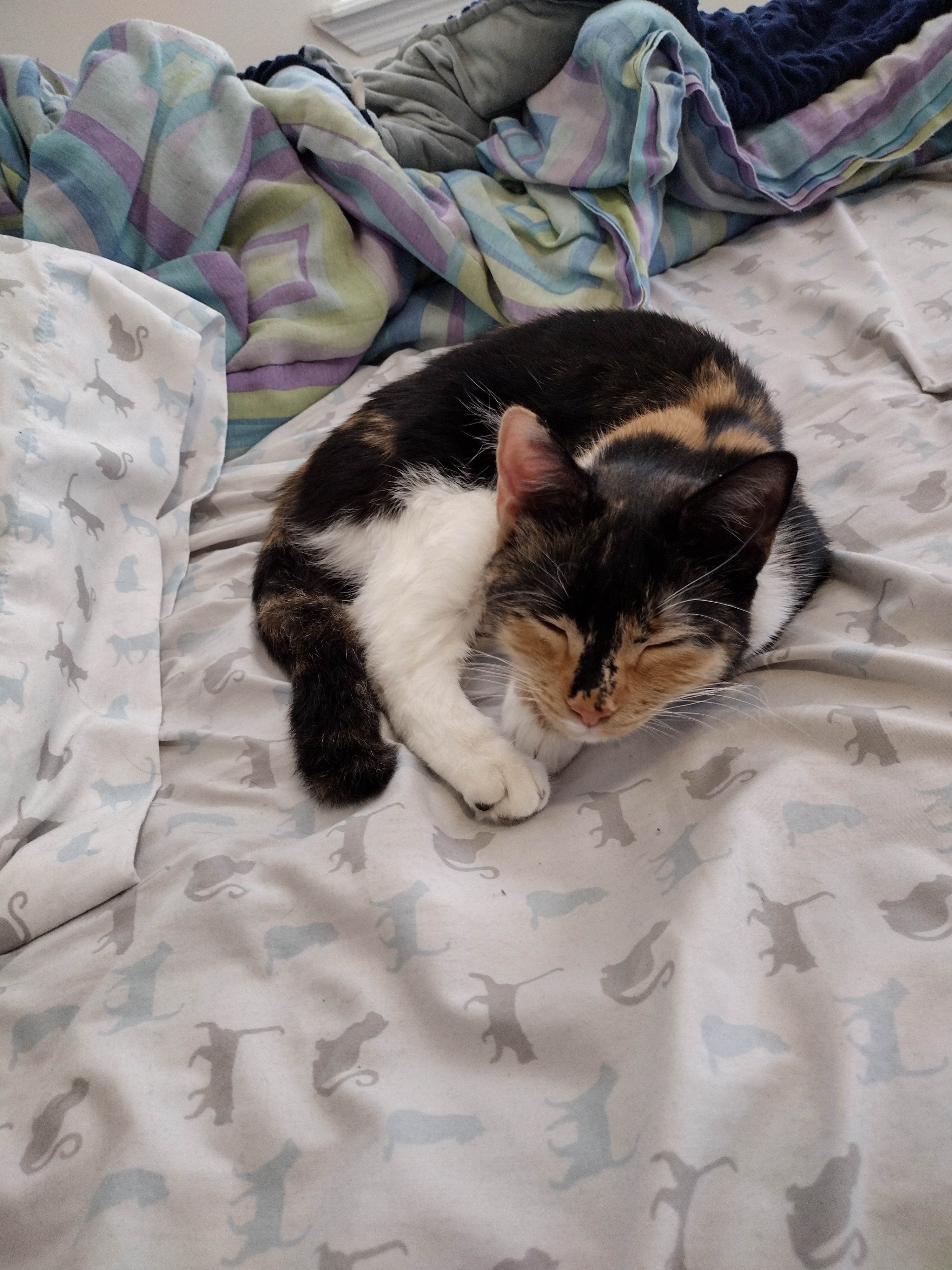 A photo taken from a slightly skew angle of Patchy curled up eepy on my bed.