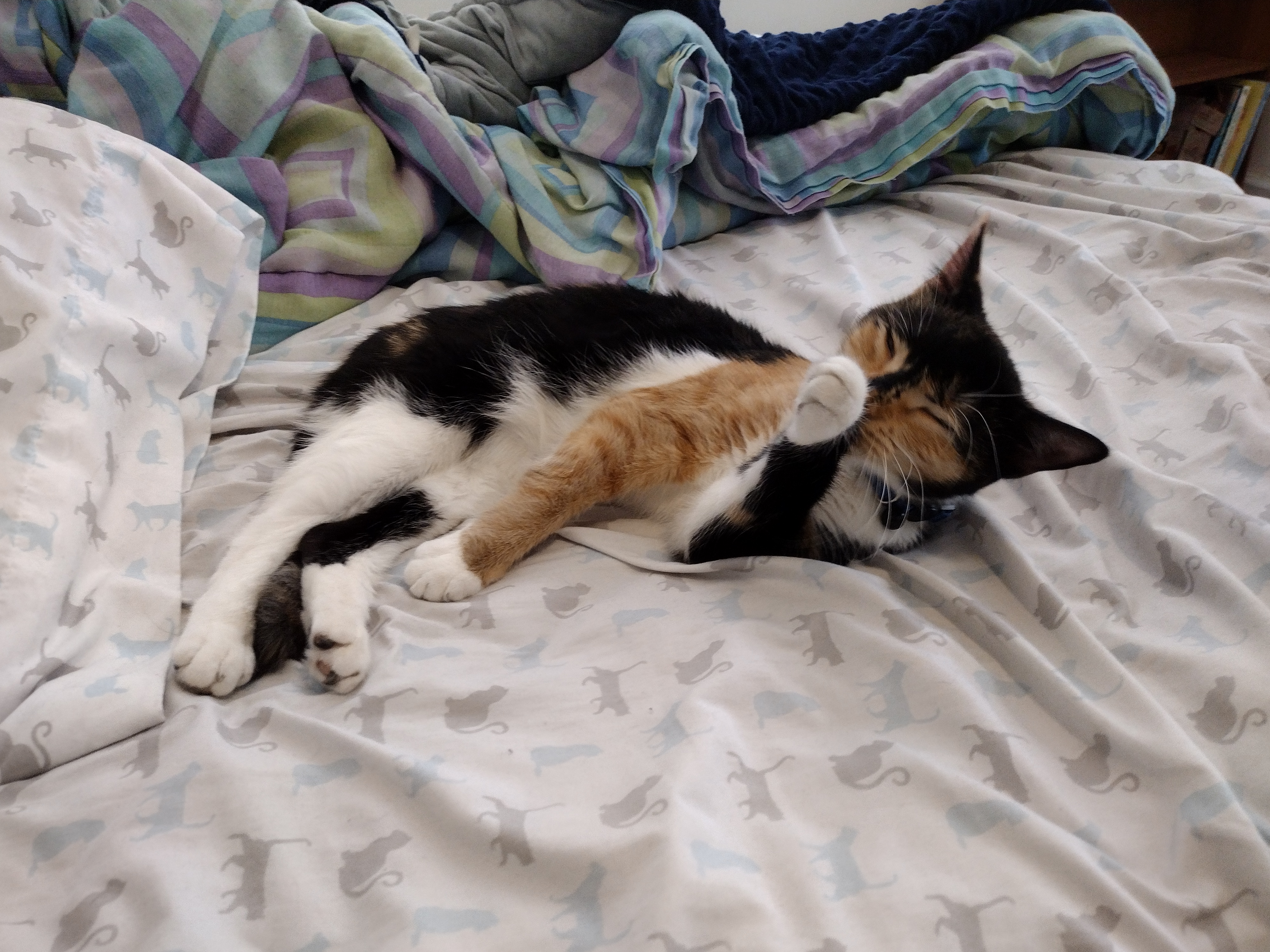 Patchy stretched out on my bed, licking her paw.