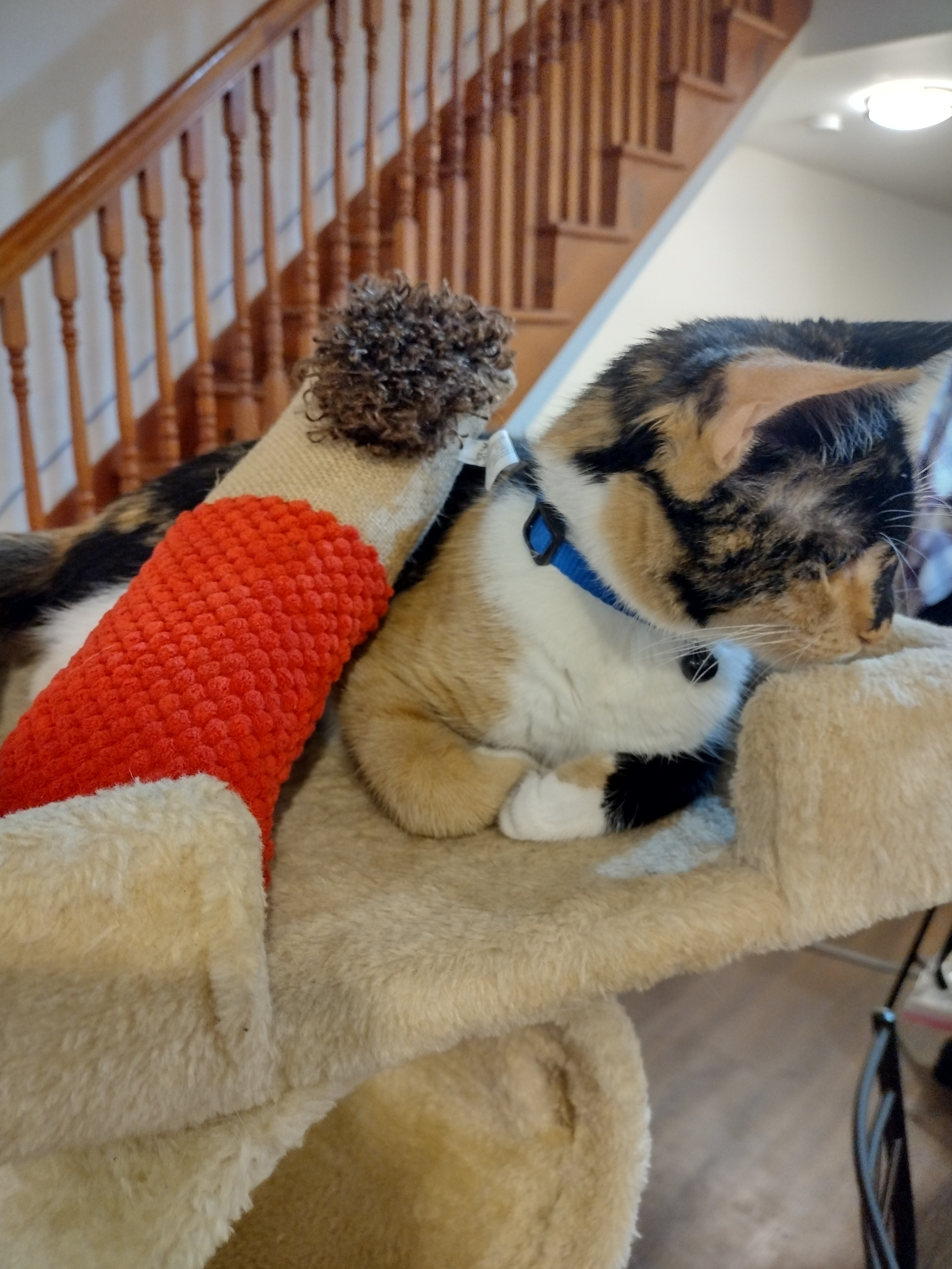 Another picture from the exact same angle of Patchy lounging on the cat tower with the kicker toy now leaning on top of her.