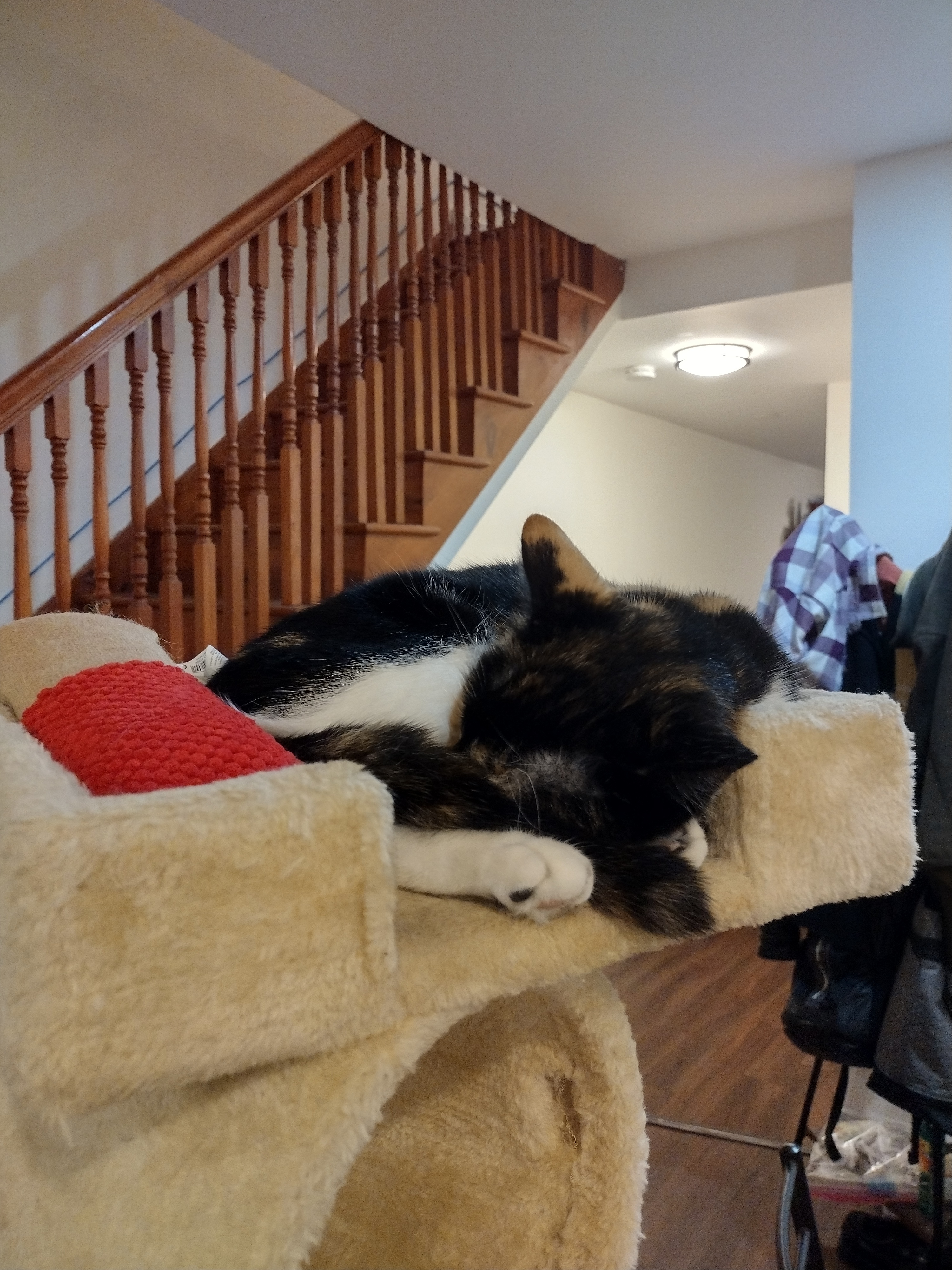 Patchy curled up napping on top of the cat tower, next to the kicker toy.