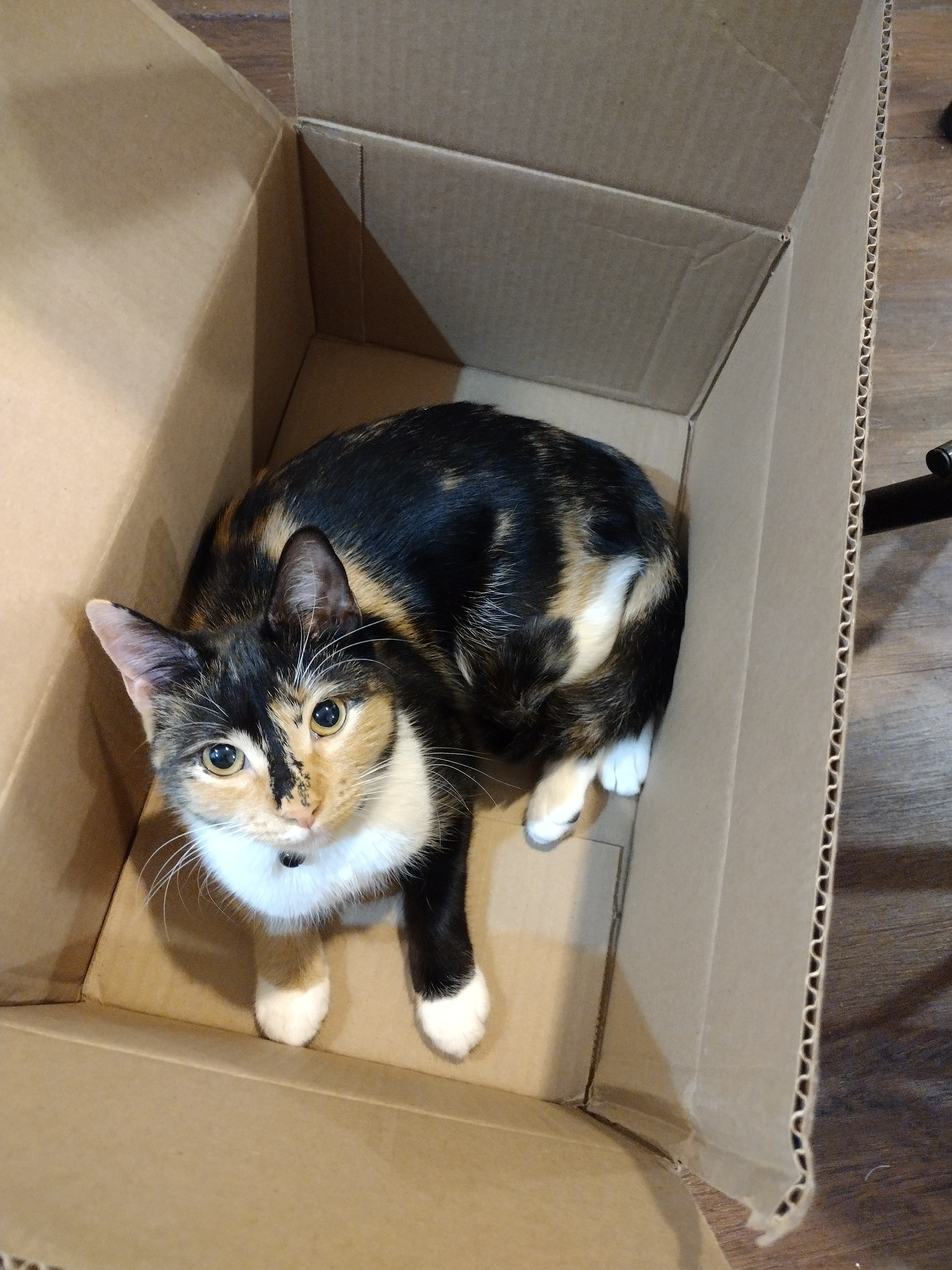 Overhead shot of Patchy sitting in a cardboard box, looking right up at the camera.