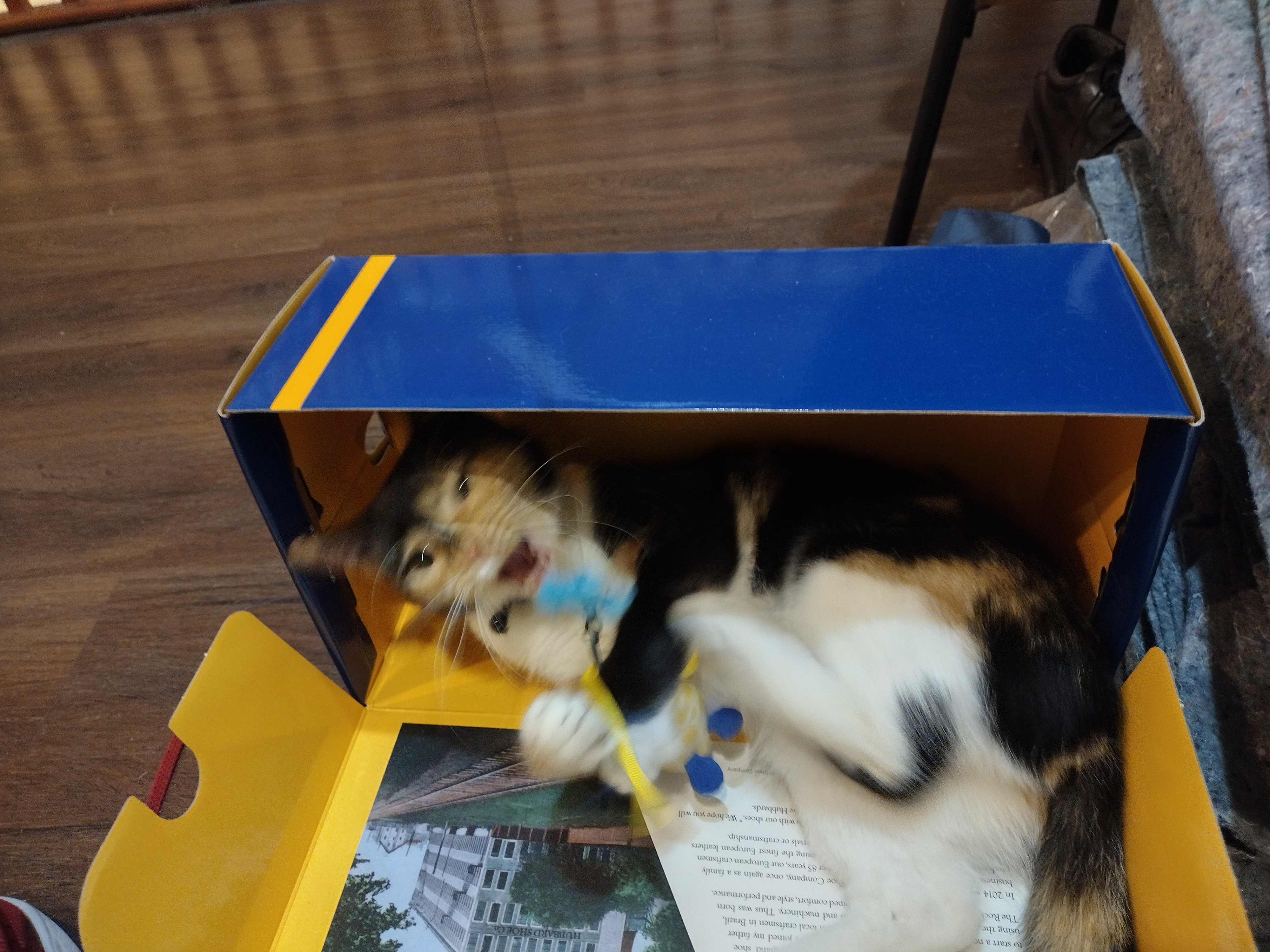 Patchy lying in a bright blue and yellow box, blurry because she's grabbing and nomming and kicking at a mouse toy being dangled from above on a wire.