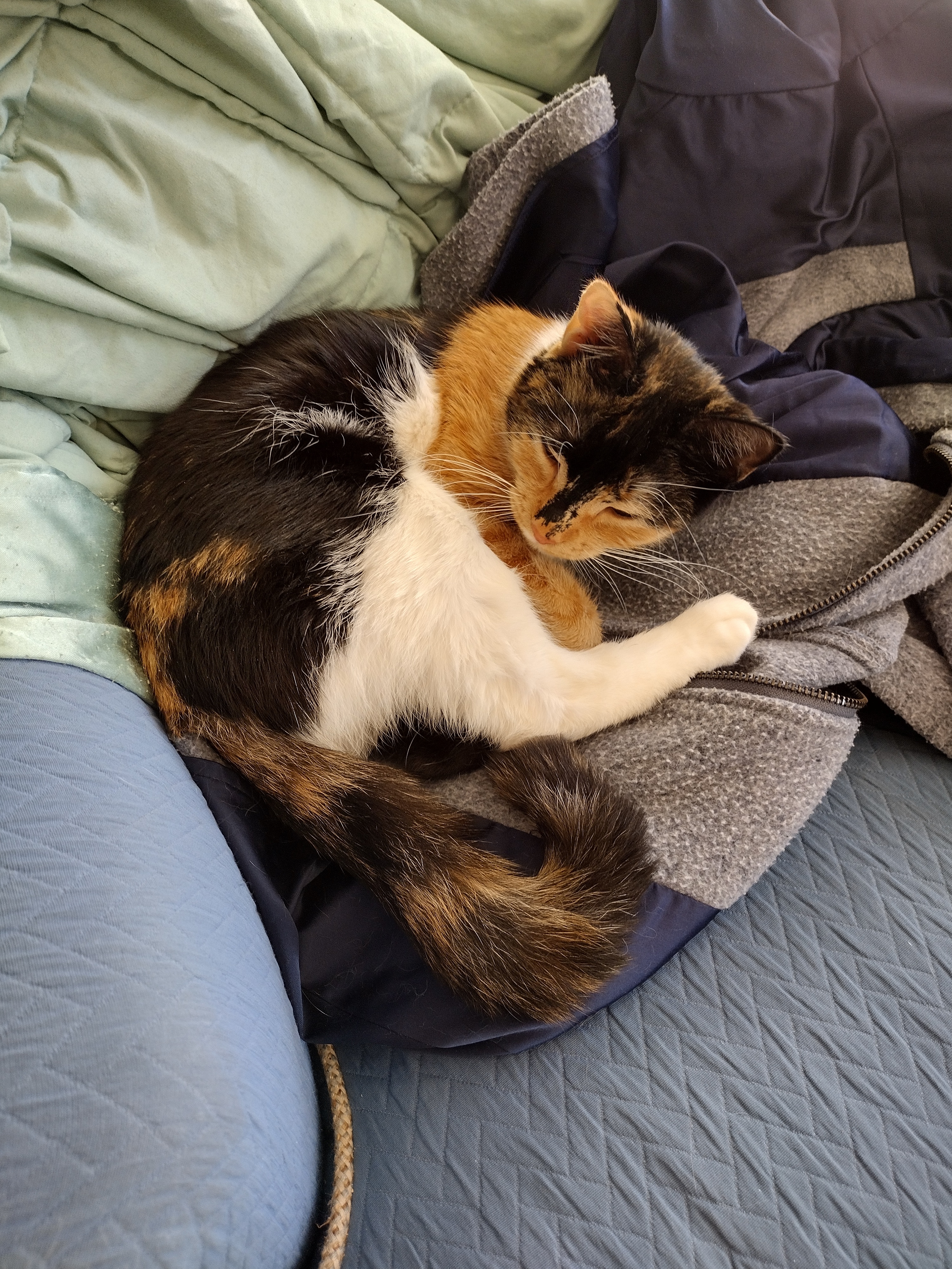 Patchy curled up eepy on my winter coat again.