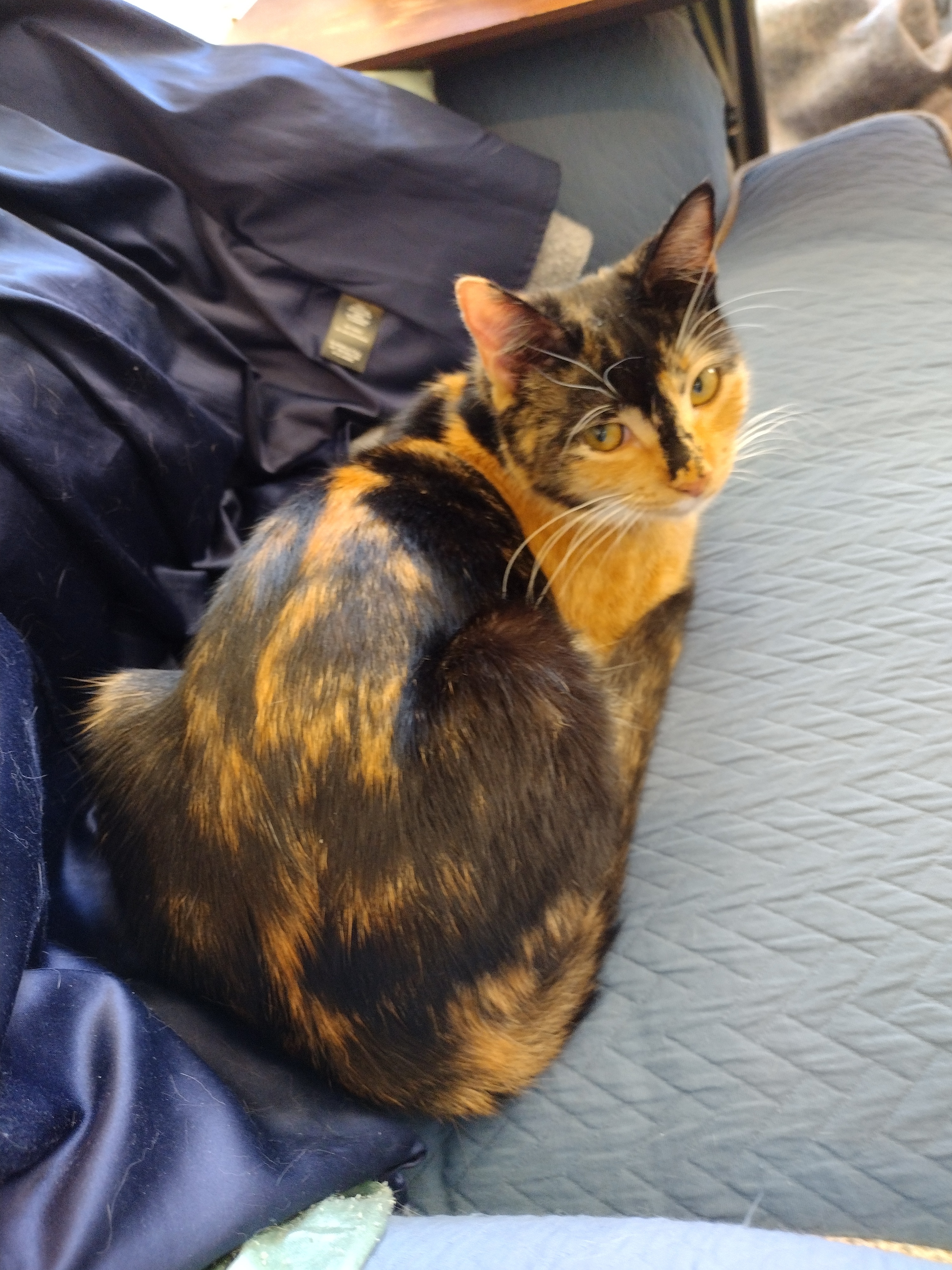 Patchy loafing on the sofa chair next to my winter coat, head turned backward to face the camera.