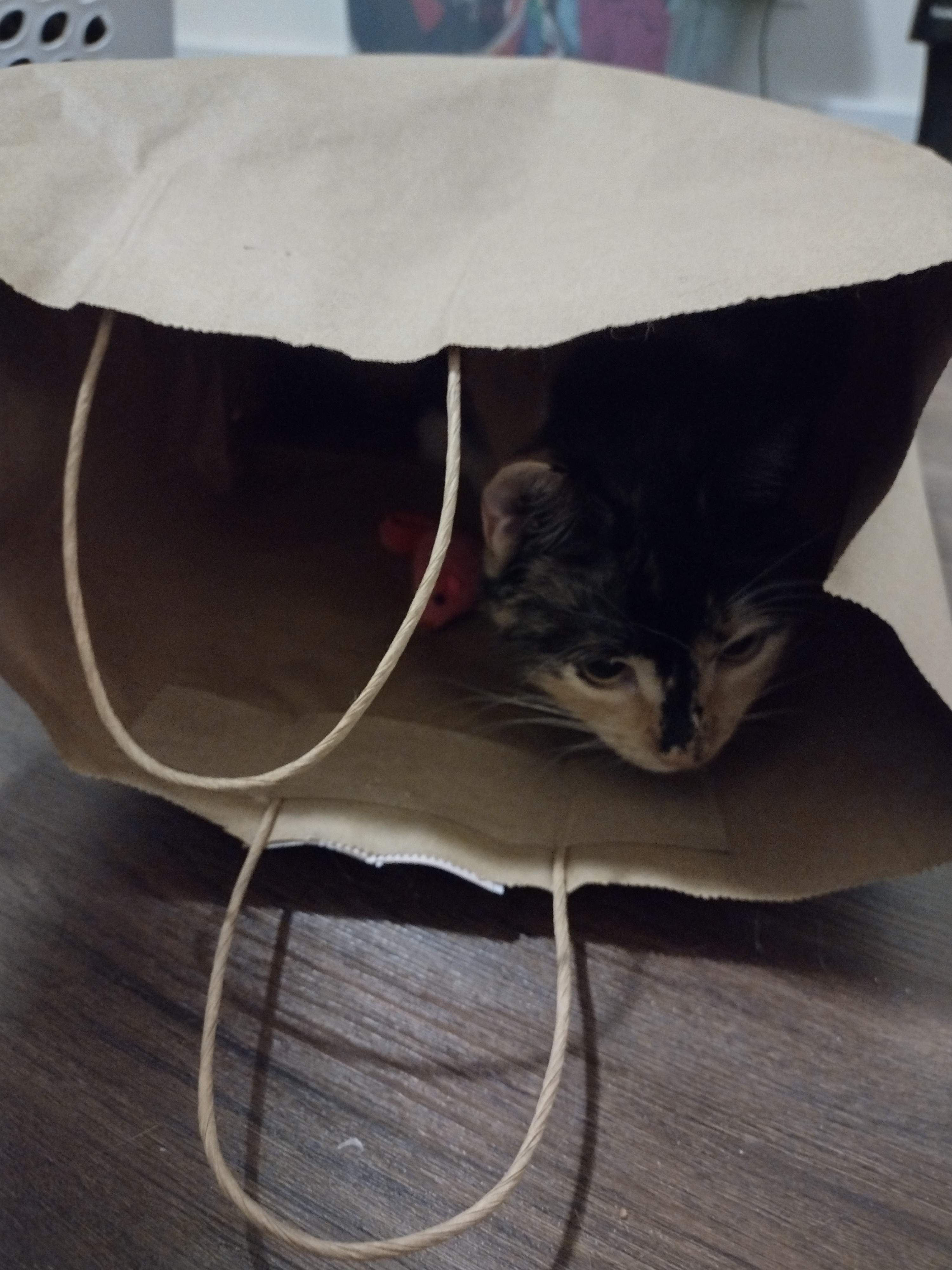 Patchy lurking in a paper bag (with little rope handles). There is a little salmon-colored mouse toy in the bag with her.