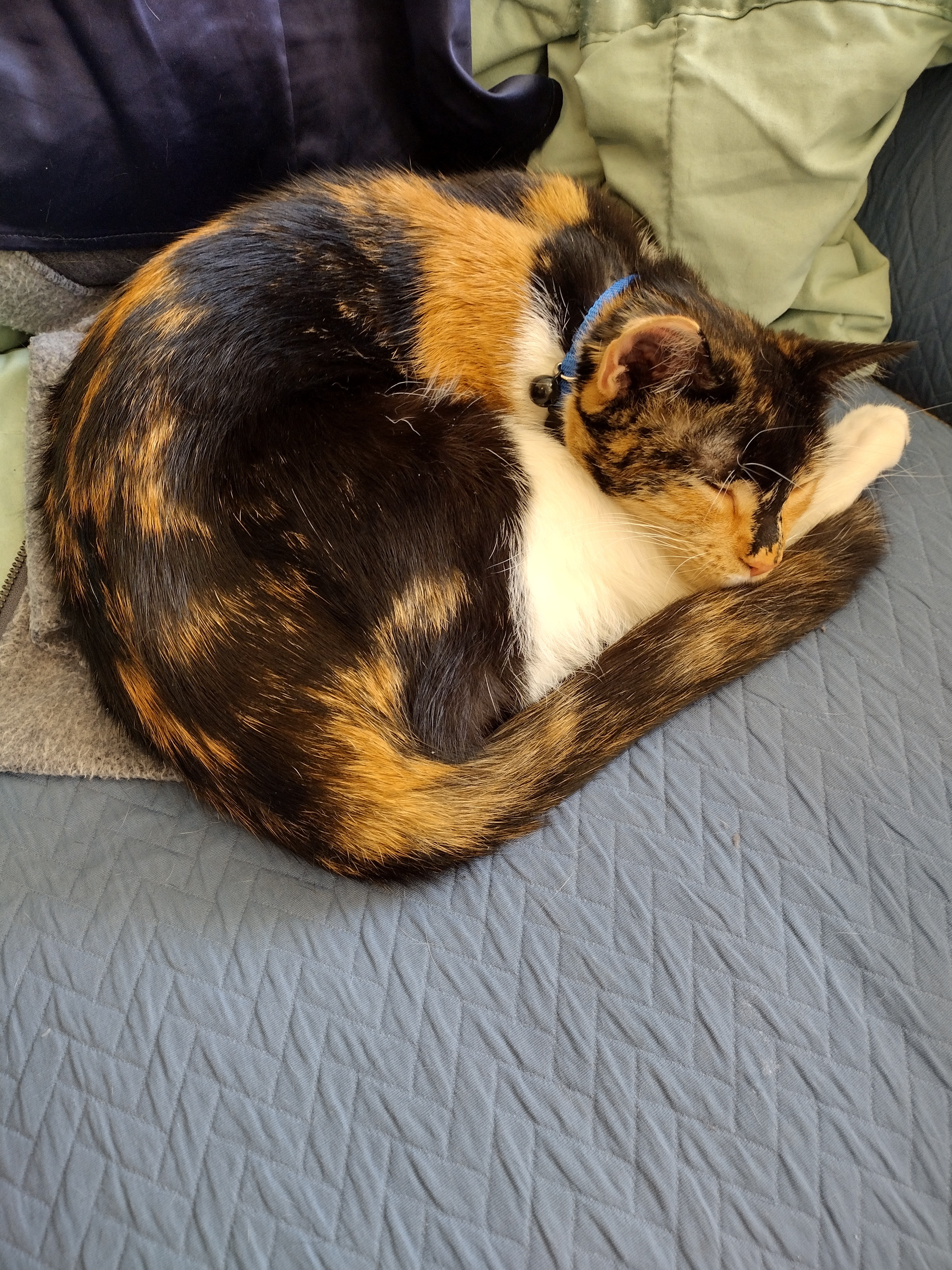 Patchy once more curled up sleepy on my winter coat.